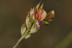 Alysicarpus longifolius